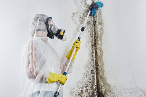 Best Black Mold Removal  in Fanning Springs, FL