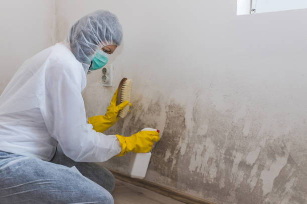 Best Best Mold Removal Companies  in Fanning Springs, FL