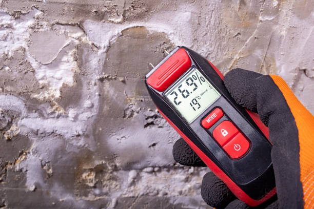 Best Local Mold Removal Service  in Fanning Springs, FL