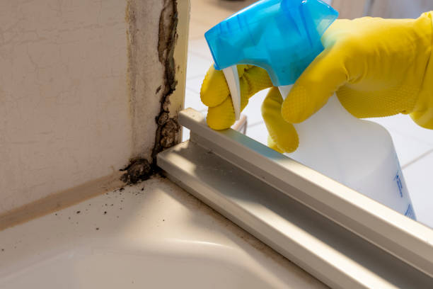Best Toxic Mold Removal  in Fanning Springs, FL