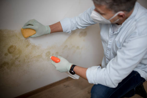 Reliable Fanning Springs, FL Mold Removal Solutions