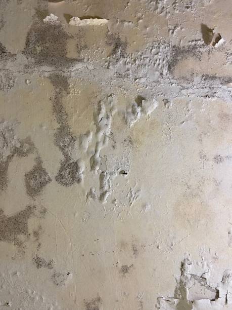 Best Residential Mold Removal  in Fanning Springs, FL