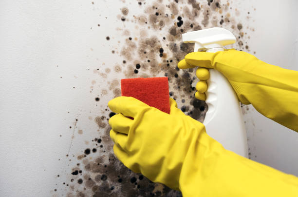 Best Certified Mold Removal  in Fanning Springs, FL