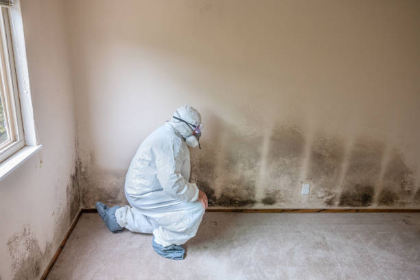 Best Crawl Space Mold Removal  in Fanning Springs, FL