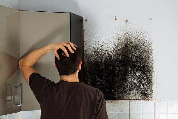Best Attic Mold Removal  in Fanning Springs, FL